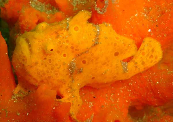 Yellow anglerfish