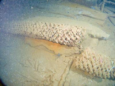 Shotan Maru