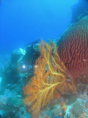 Barrel Sponge