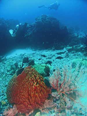 Barrel Sponge