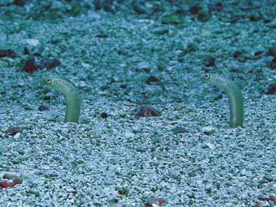 Garden Eels
