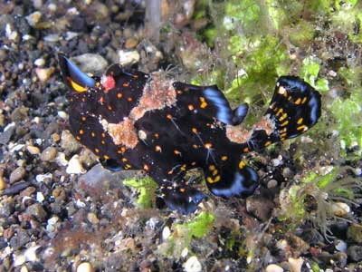 Baby painted frogfish