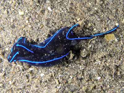 Chelidonura varians