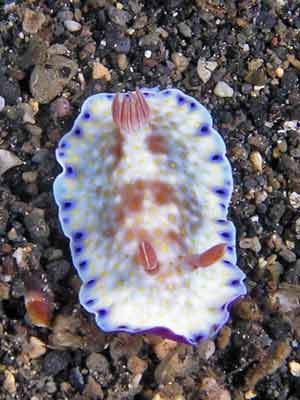 Chromodoris aureopurpure