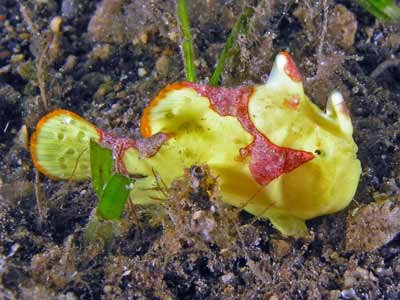 Clown anglerfish