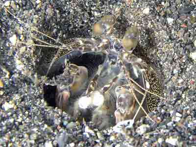 Mantis Shrimp