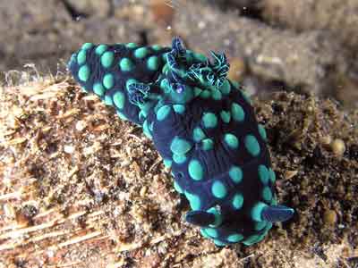 Crested nembrotha