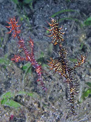Ornate ghost pipefish