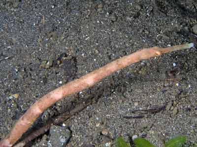 Pipefish