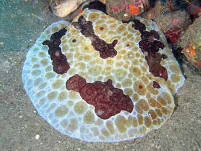 Pleurobranchus grandis