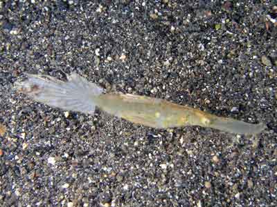 Robust ghost pipefish