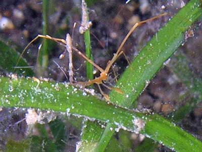 Sea spider