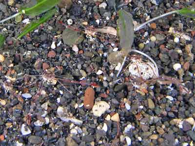 Skeleton shrimps