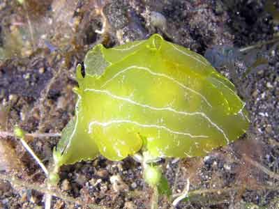 Yellow nudibranch
