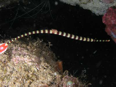 Pipefish