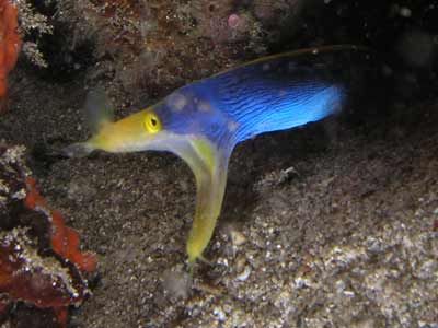 Blue Ribbon Eel