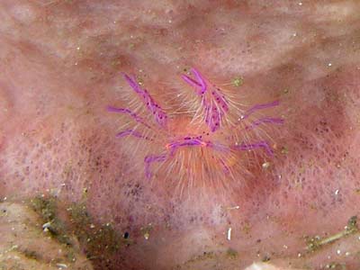Hairy Squat Lobster