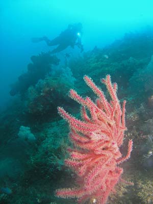 Sumbawa Wall