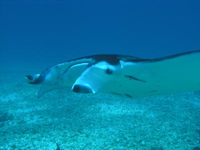 Reef manta ray