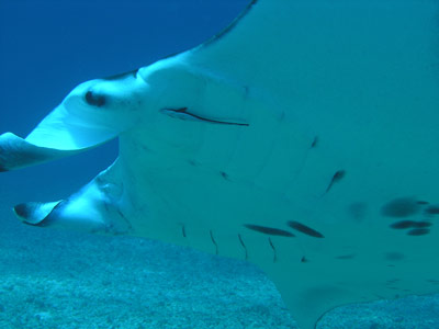 Reef manta ray