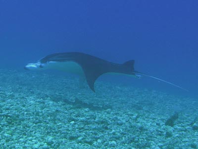 Reef manta ray