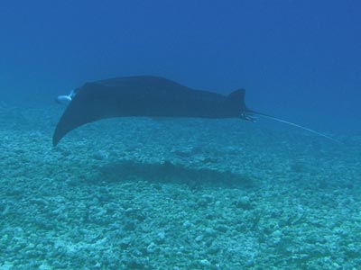 Reef manta ray