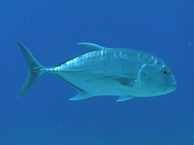 Giant trevally