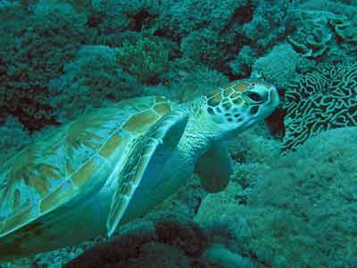 Turtle