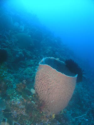 Barrel sponge