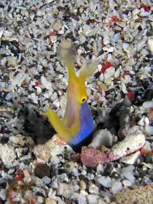 Blue ribbon eel