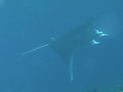 Manta ray