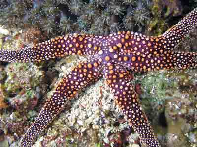 Starfish