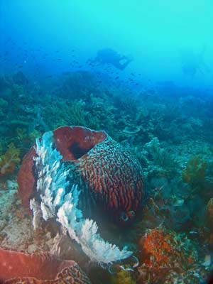 Barrel sponge