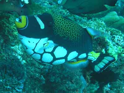 Clown triggerfish