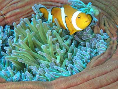 Nemo