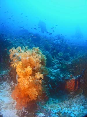 Soft corals