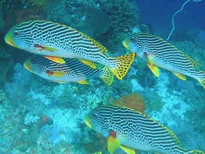 Diagonal-banded sweetlips
