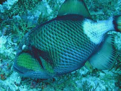 Titan triggerfish