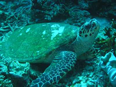 Turtle