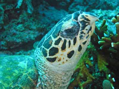 Turtle