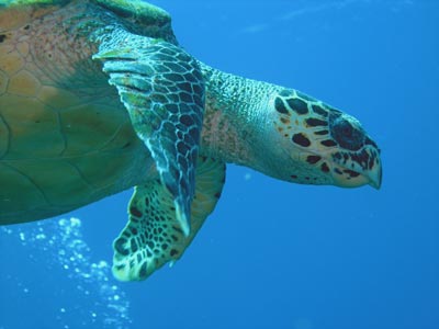 Turtle