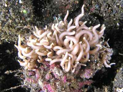 Briareum phyllodesmium
