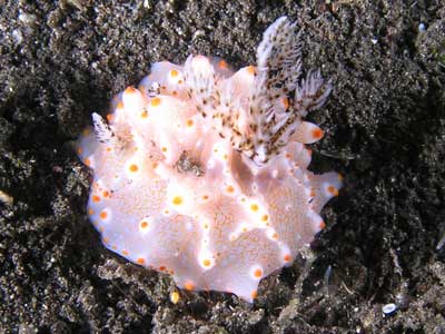 Carlsons halgerda