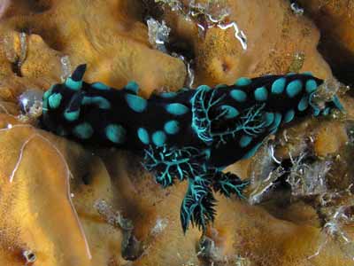 Crested nembrotha