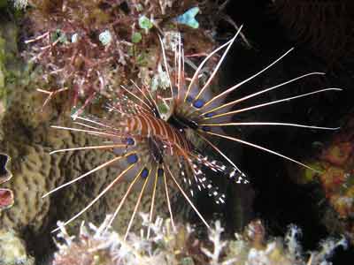 Firefish