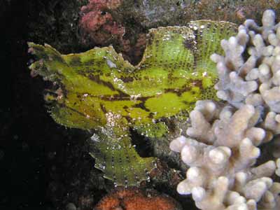 Leaf fish