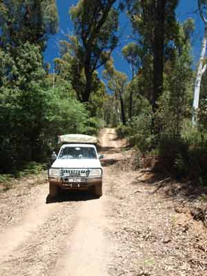 Wombat Track