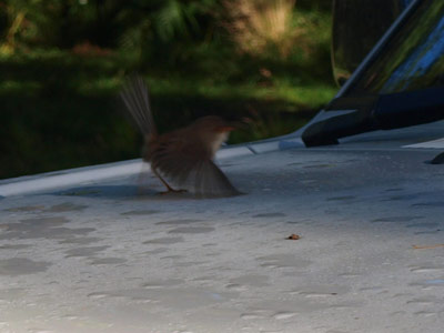 Superb Blue Wren