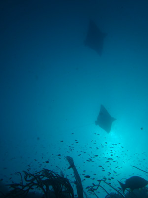 SS Yongala