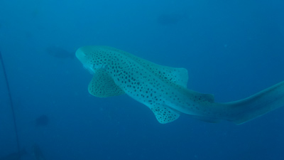 SS Yongala